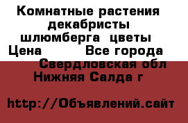 Комнатные растения, декабристы (шлюмберга) цветы › Цена ­ 300 - Все города  »    . Свердловская обл.,Нижняя Салда г.